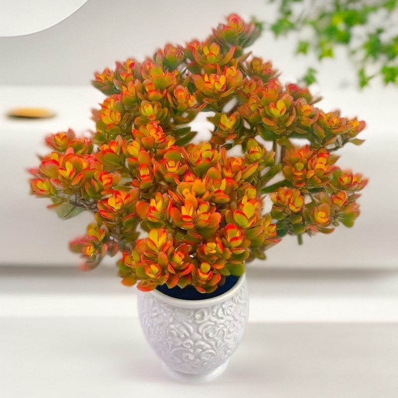 红叶玉树摇钱树阳台庭院办公室桌面花卉盆栽多肉新手好养脱土发货