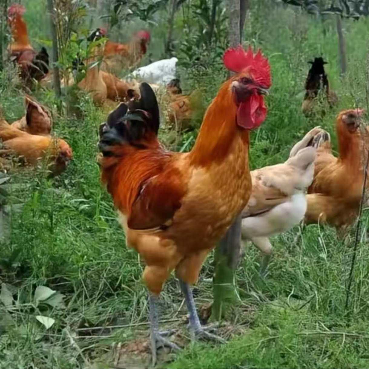 两只公鸡一年草公鸡红烧爆炒