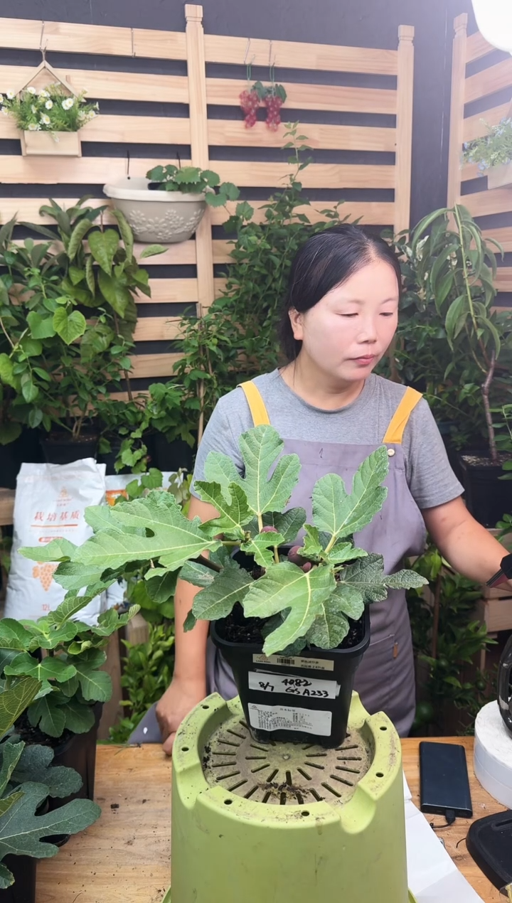 用****2紫色波尔多一物一拍 GSA233