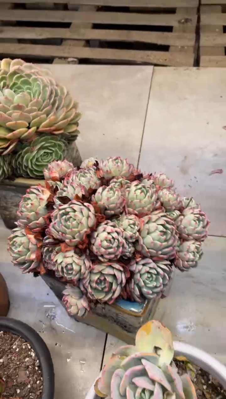 【闪购商品】116娜娜