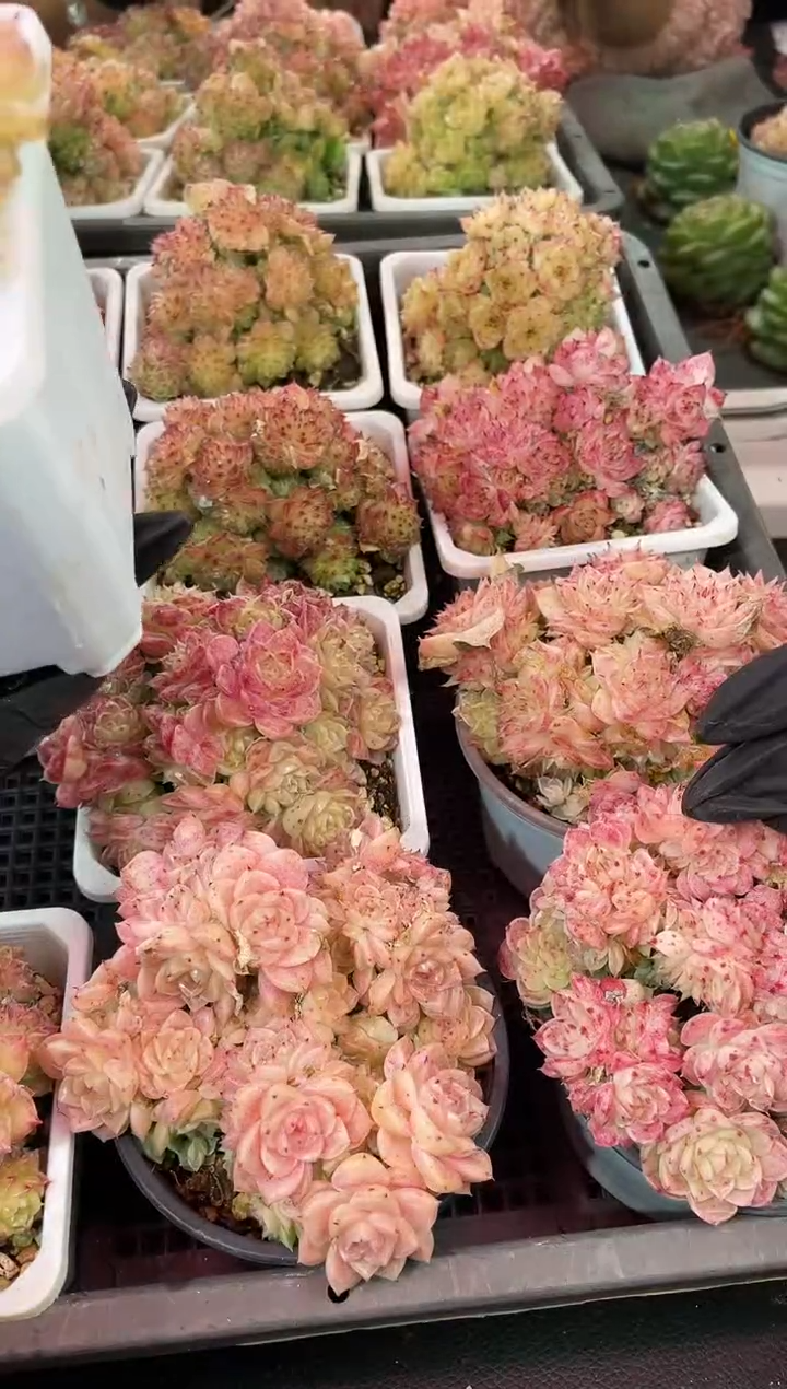 闪购2156  樱花系多肉一颗   