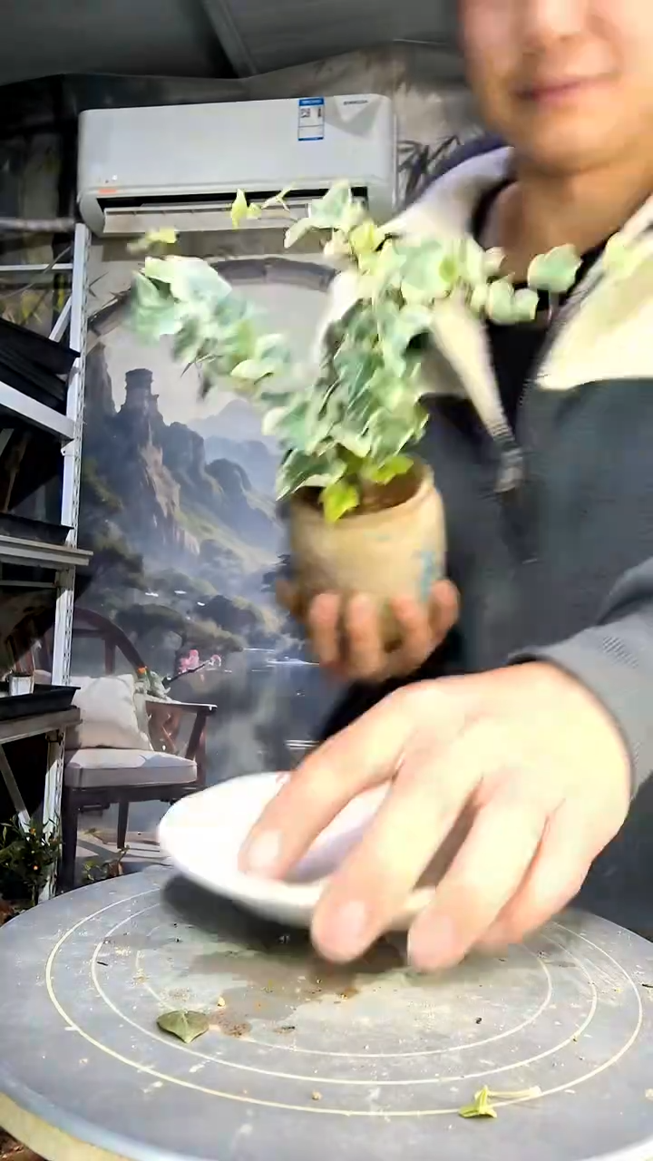 妍*中青园艺一物一拍花108