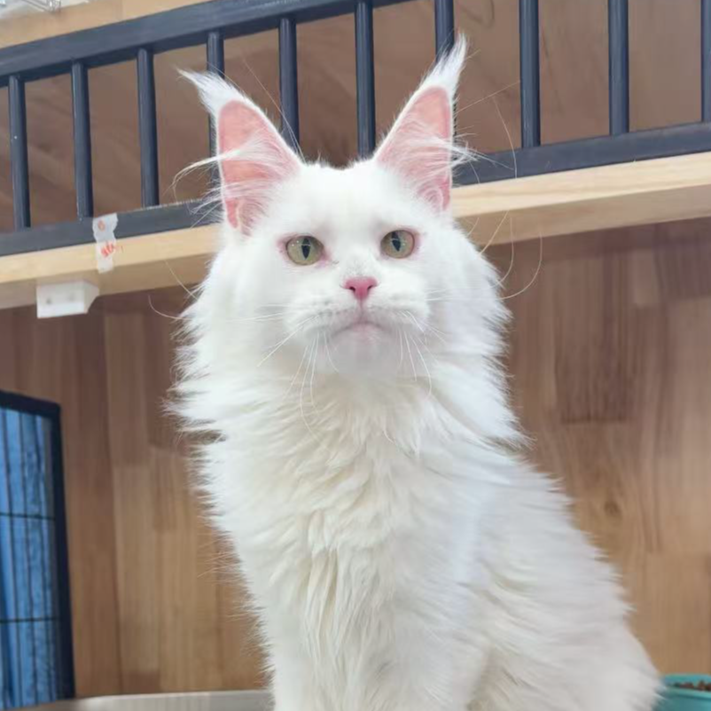 来了姊妹-纯白缅因猫 妹妹 6282