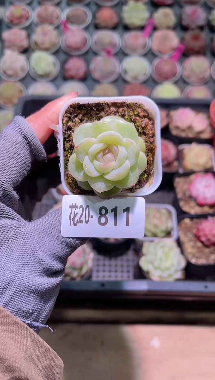 【闪购商品】20-811新品