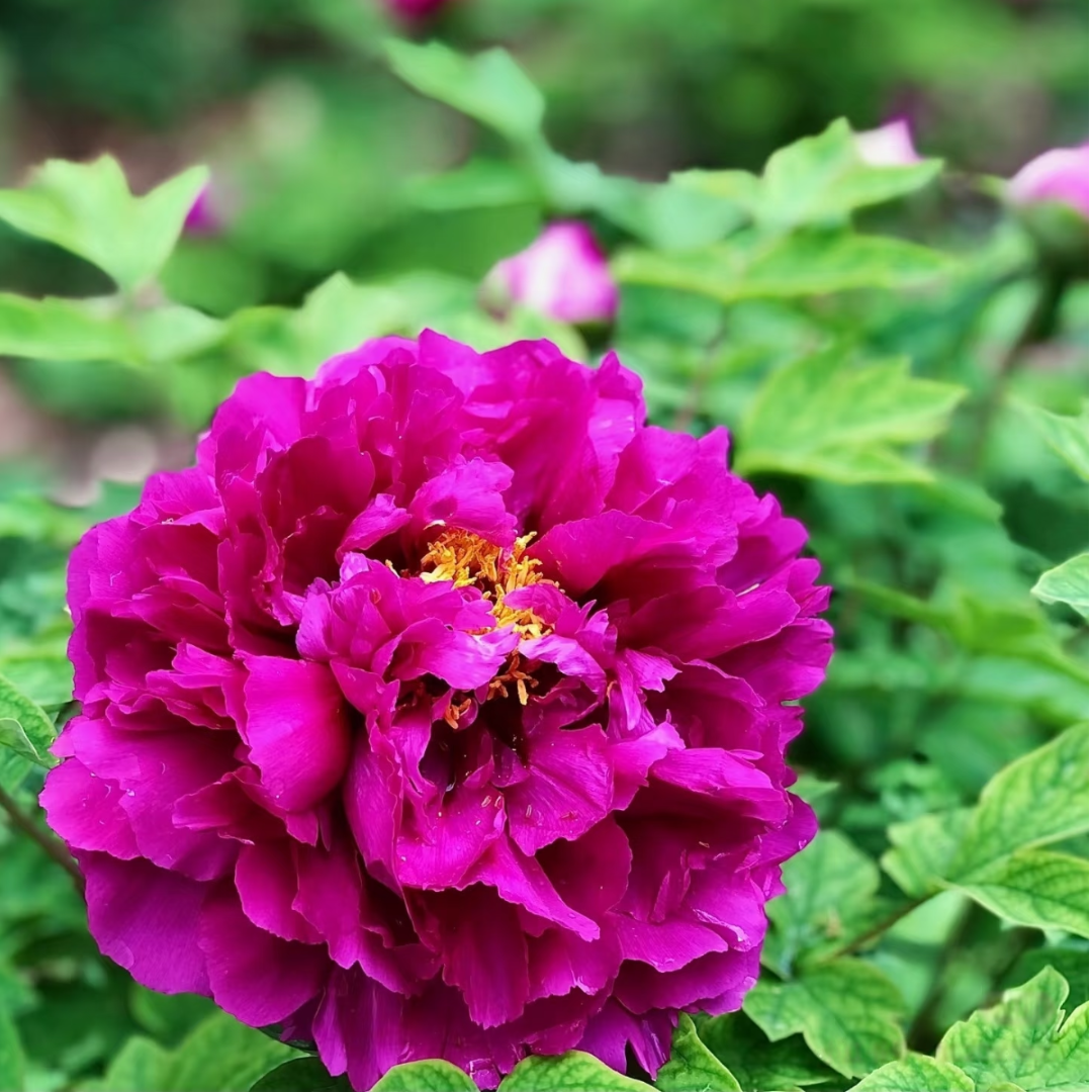 洛阳牡丹老盆养盆栽牡丹观赏牡丹洛阳红10花苞