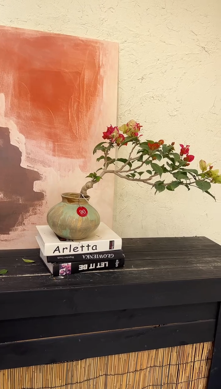 无花朵三角梅品种三星盆景