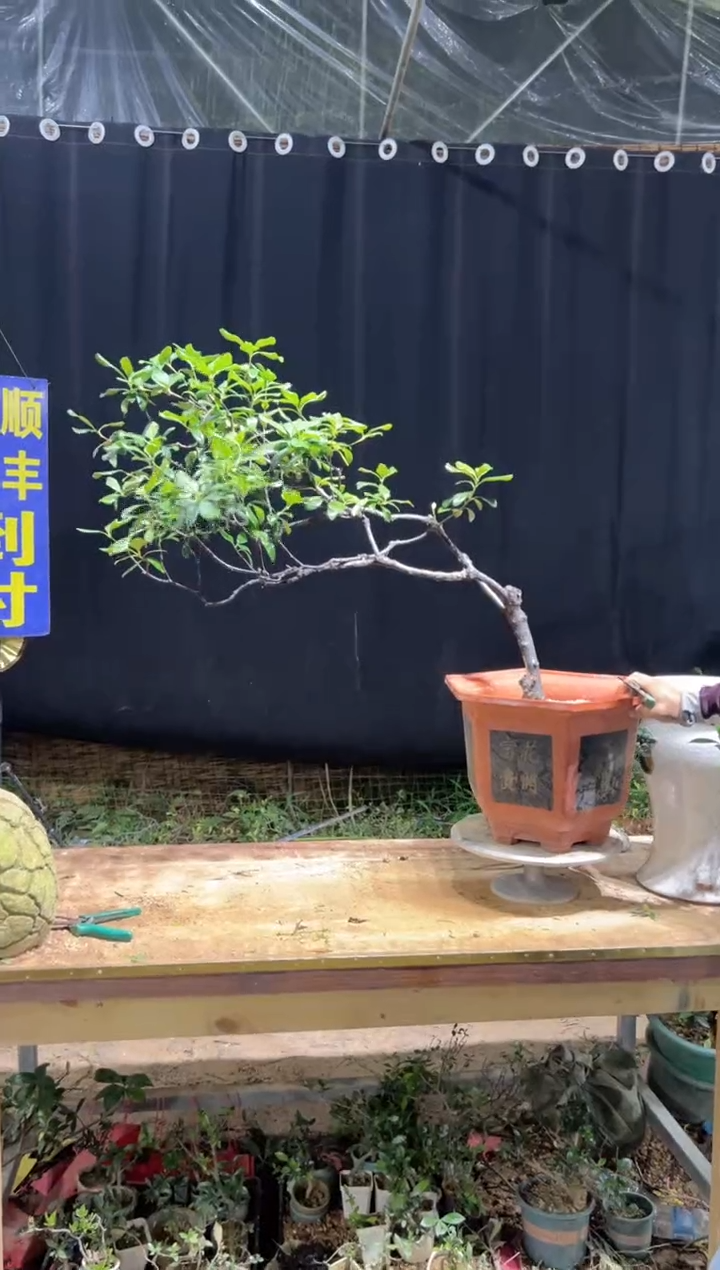 当前无花栽培后可以开花用****5海岛春花