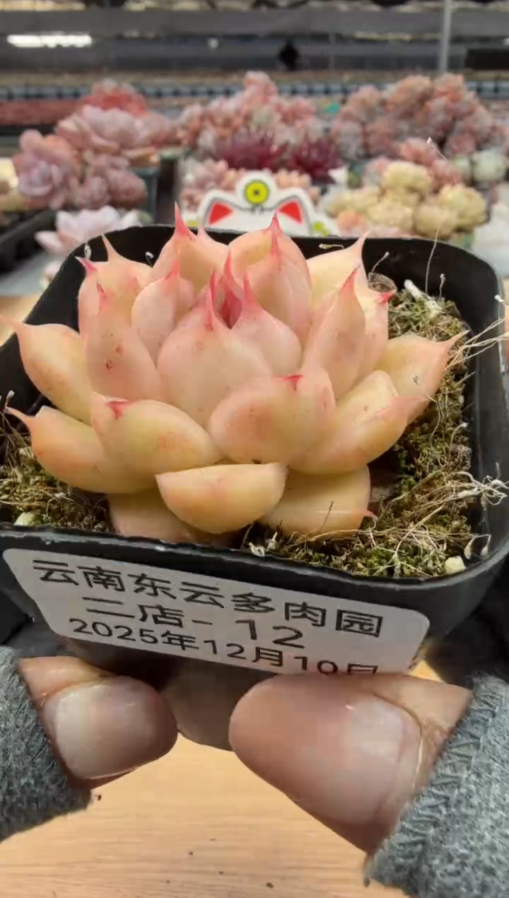 东云多肉园二店-12