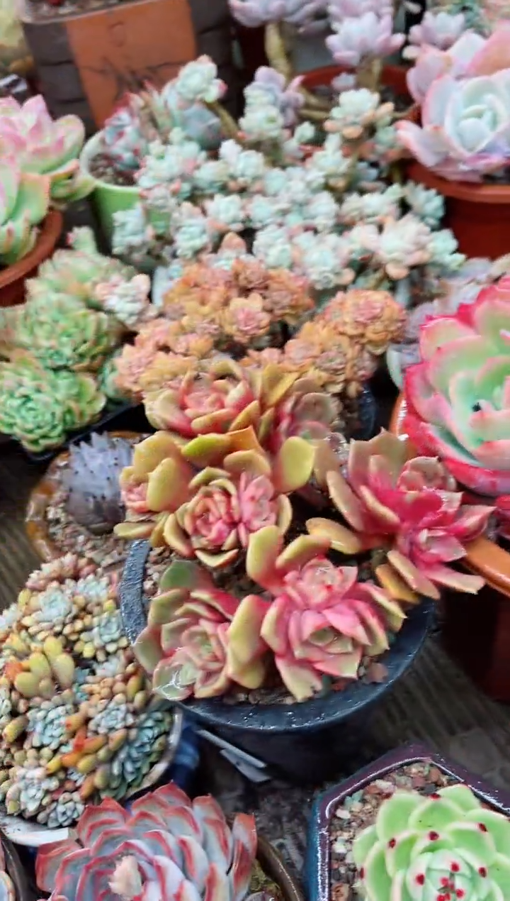 【闪购商品】06002