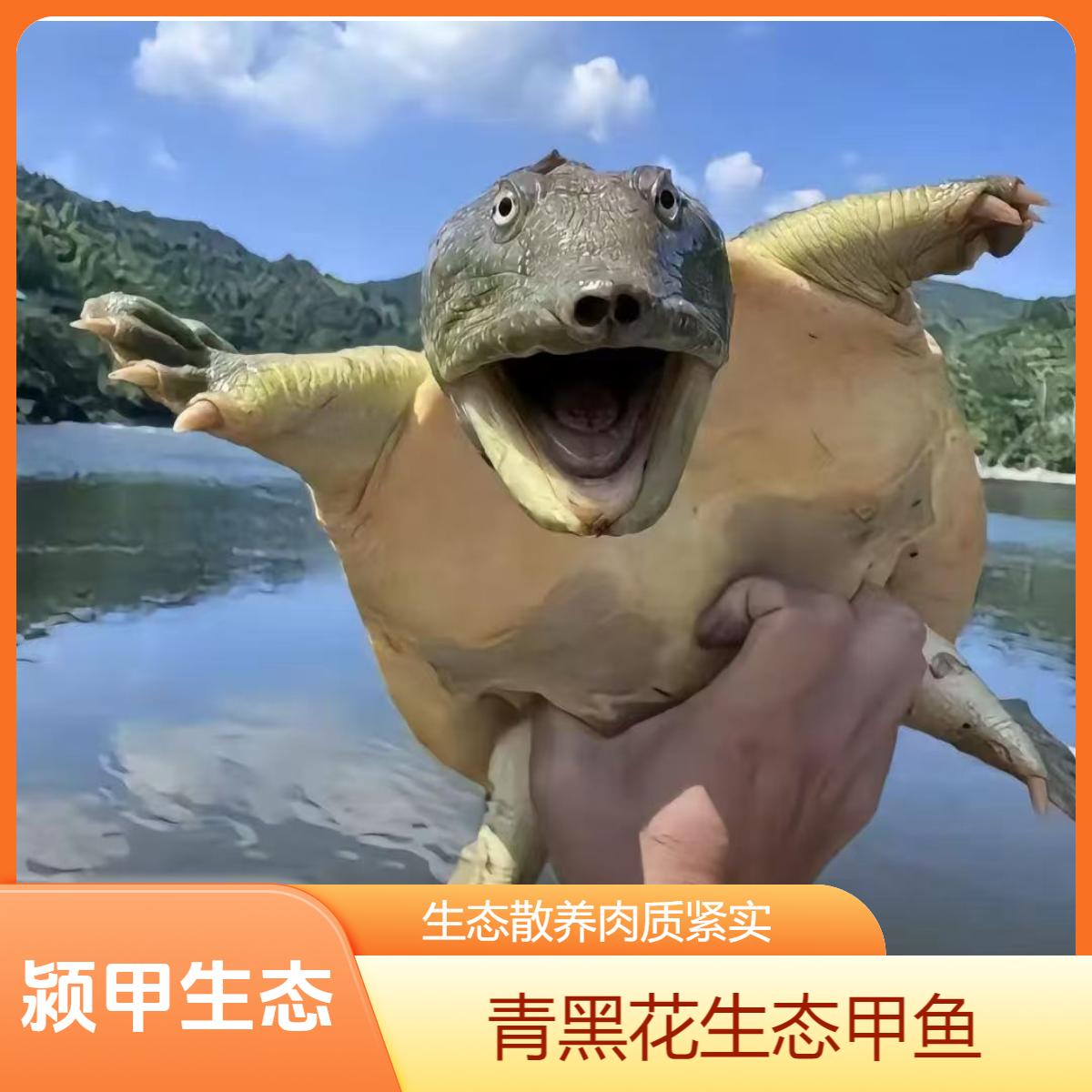 两只共{6-7}斤活鲜生猛甲鱼青黑背生态水鱼老鳖顺丰温控包邮到家