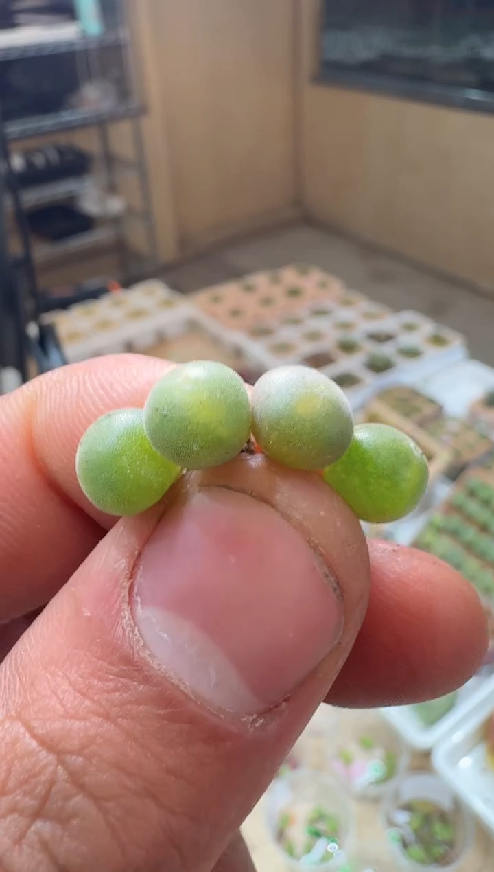 213多肉植物肉锥猫耳空蝉一颗