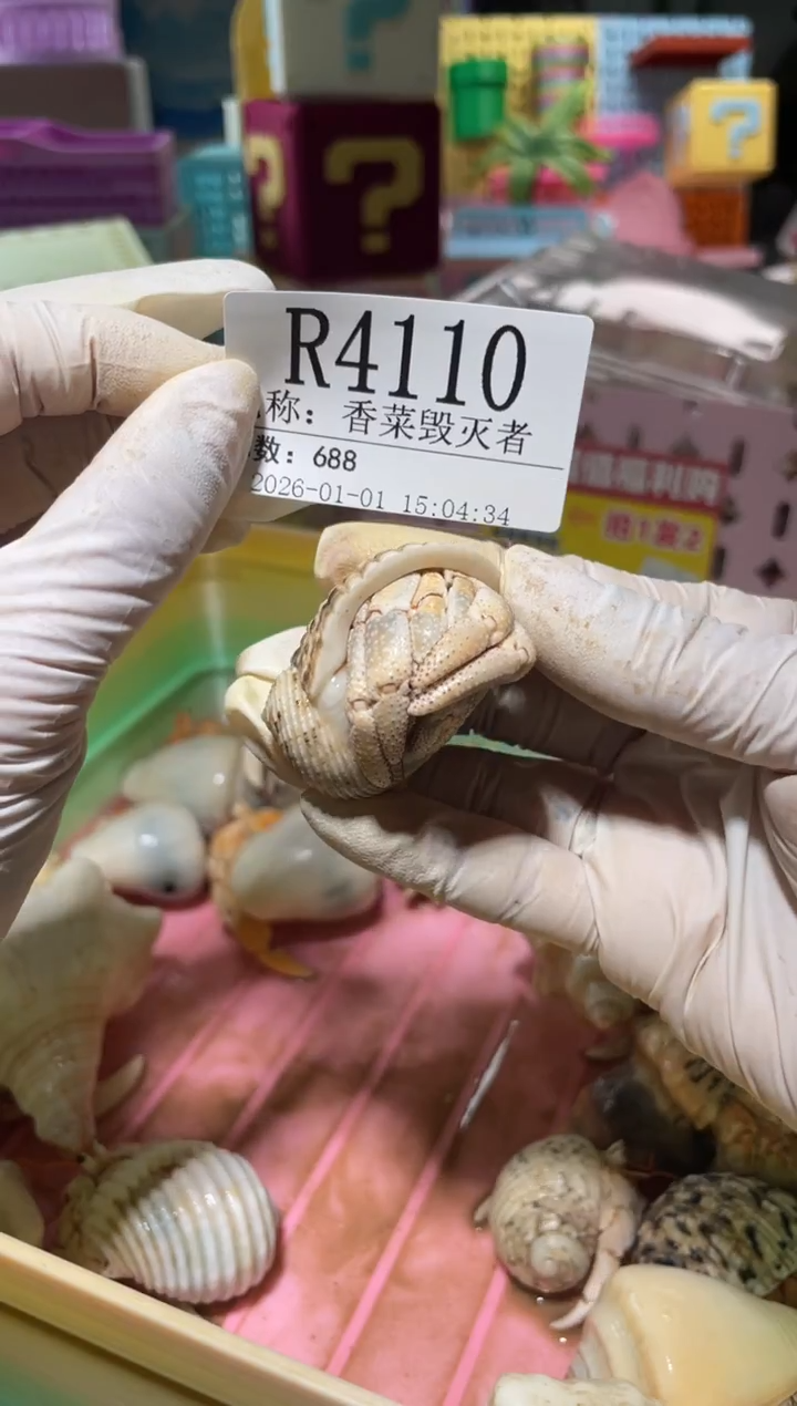 香***者陌派有钳寄居蟹4110