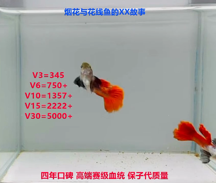 孔雀鱼花线象耳压成精品微瑕体验2对