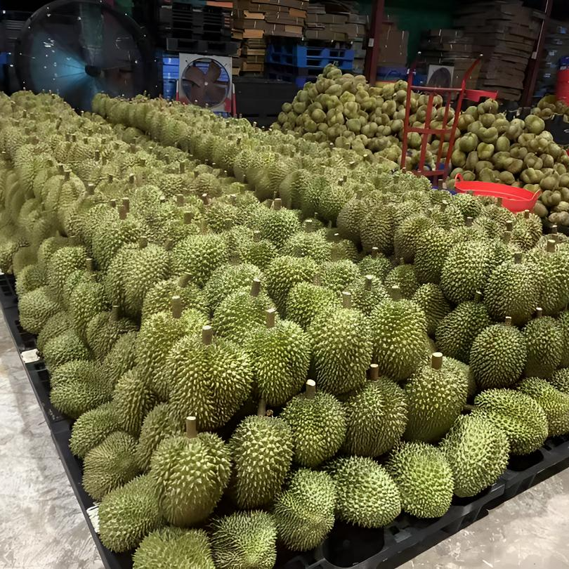 鼎榴【泰国南部金枕榴莲】空运树熟AA级新鲜整果自有果园KG核小香甜软糯顺丰包邮次日达金枕泰国南部