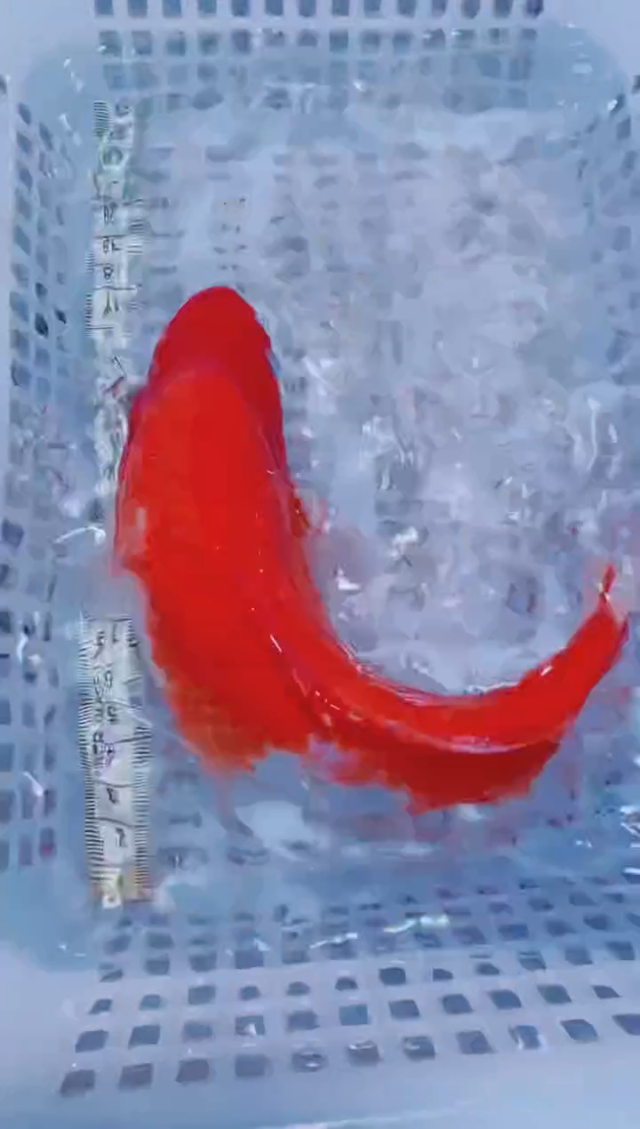 锦鲤血统锦鲤全场包邮82