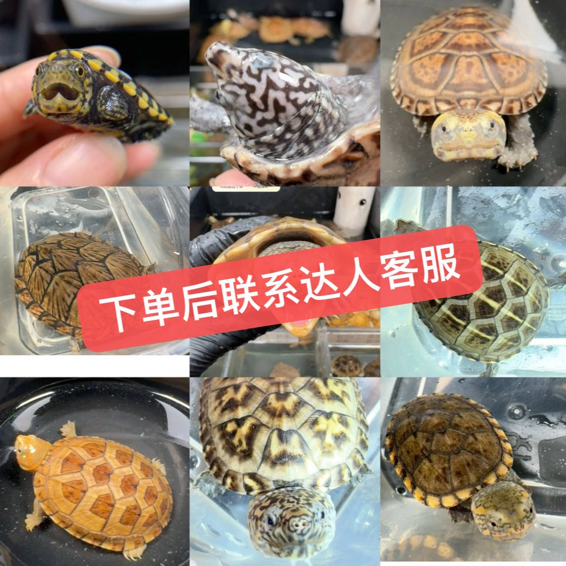 （琳怡家萌宠）通用活体宠物严选链接