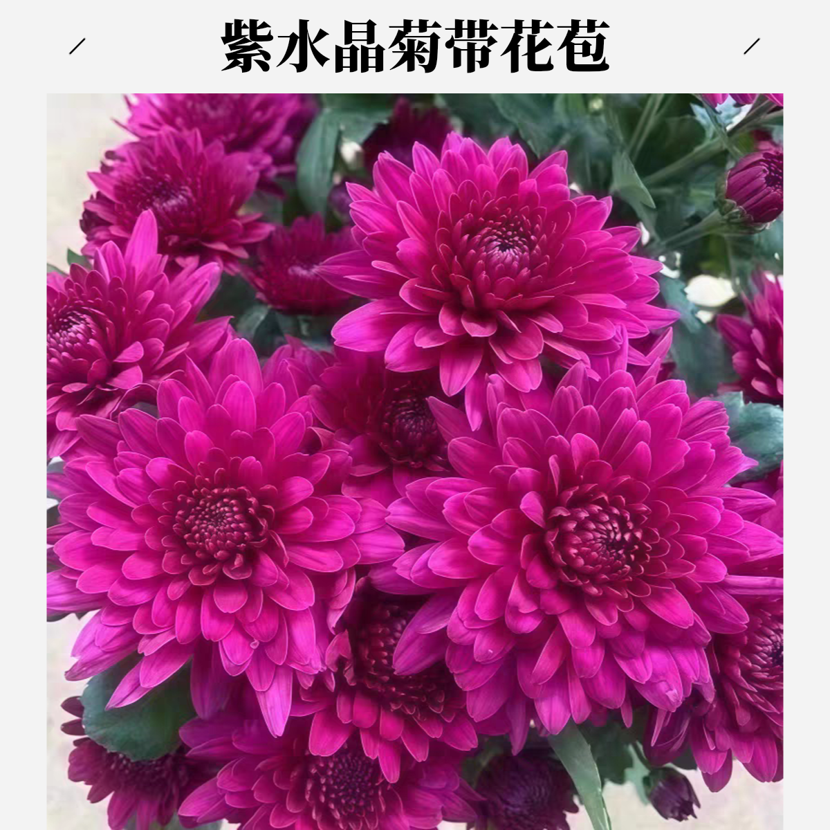 【紫水晶】重瓣荷兰菊带花苞盆栽室内阳台庭院多年生花卉四季菊花