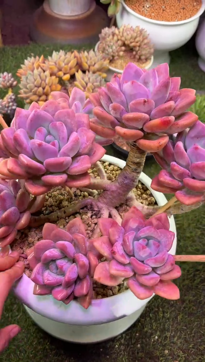 【闪购商品】09449