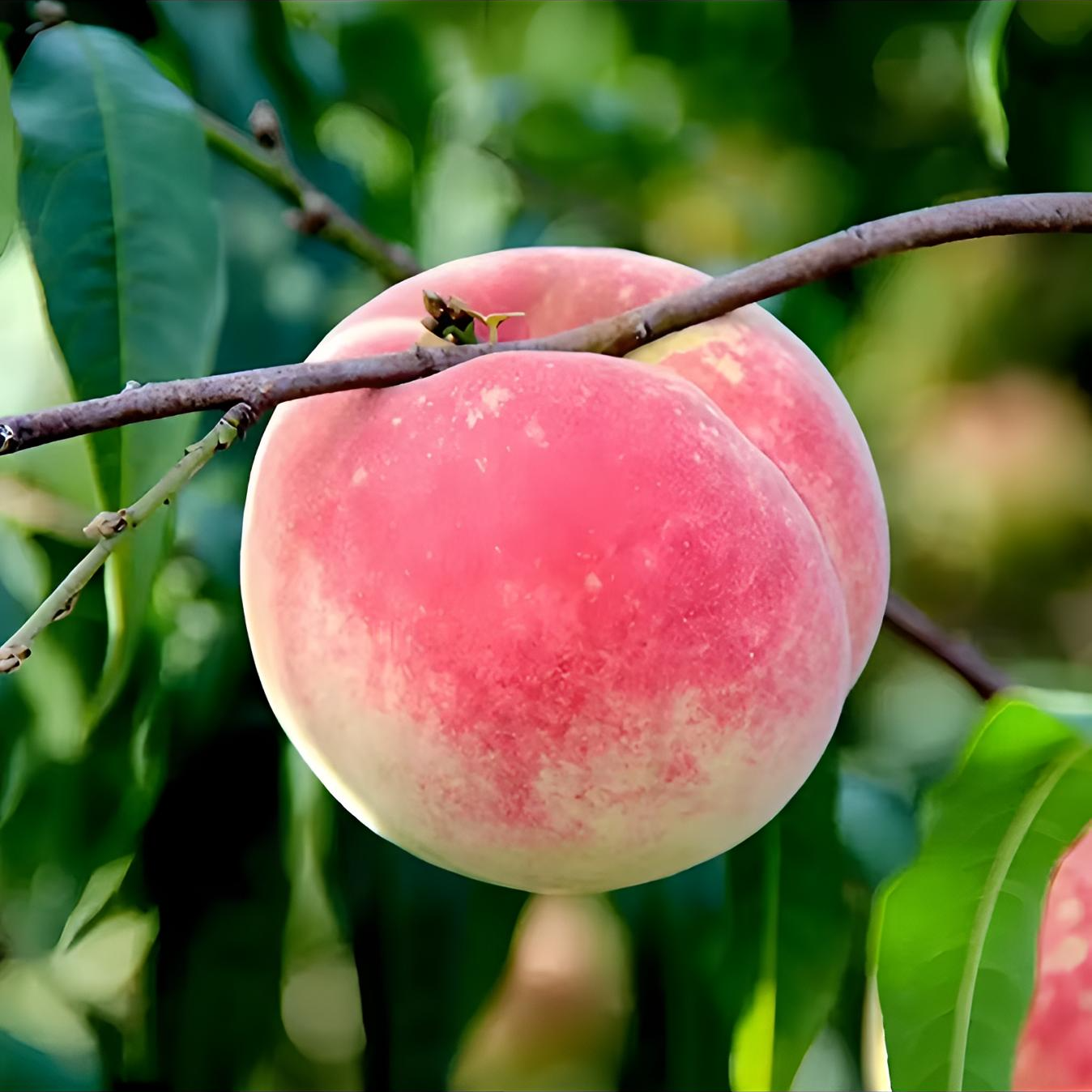 云南大理高山冬脆甜毛桃现采现发应季水果脆甜多汁