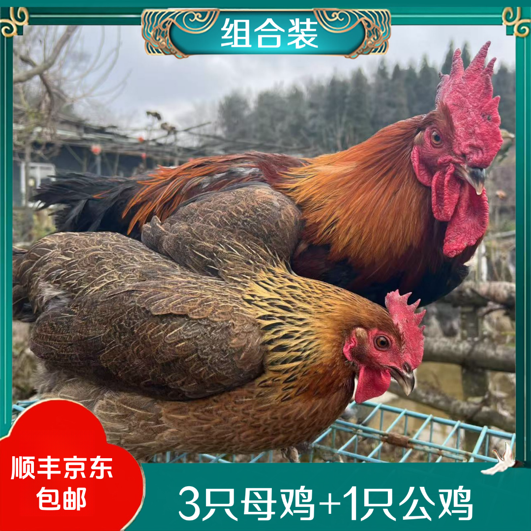 【农家】3年黄油老母鸡3只送1只黑脚公鸡 4只毛重14斤多净重10-11斤