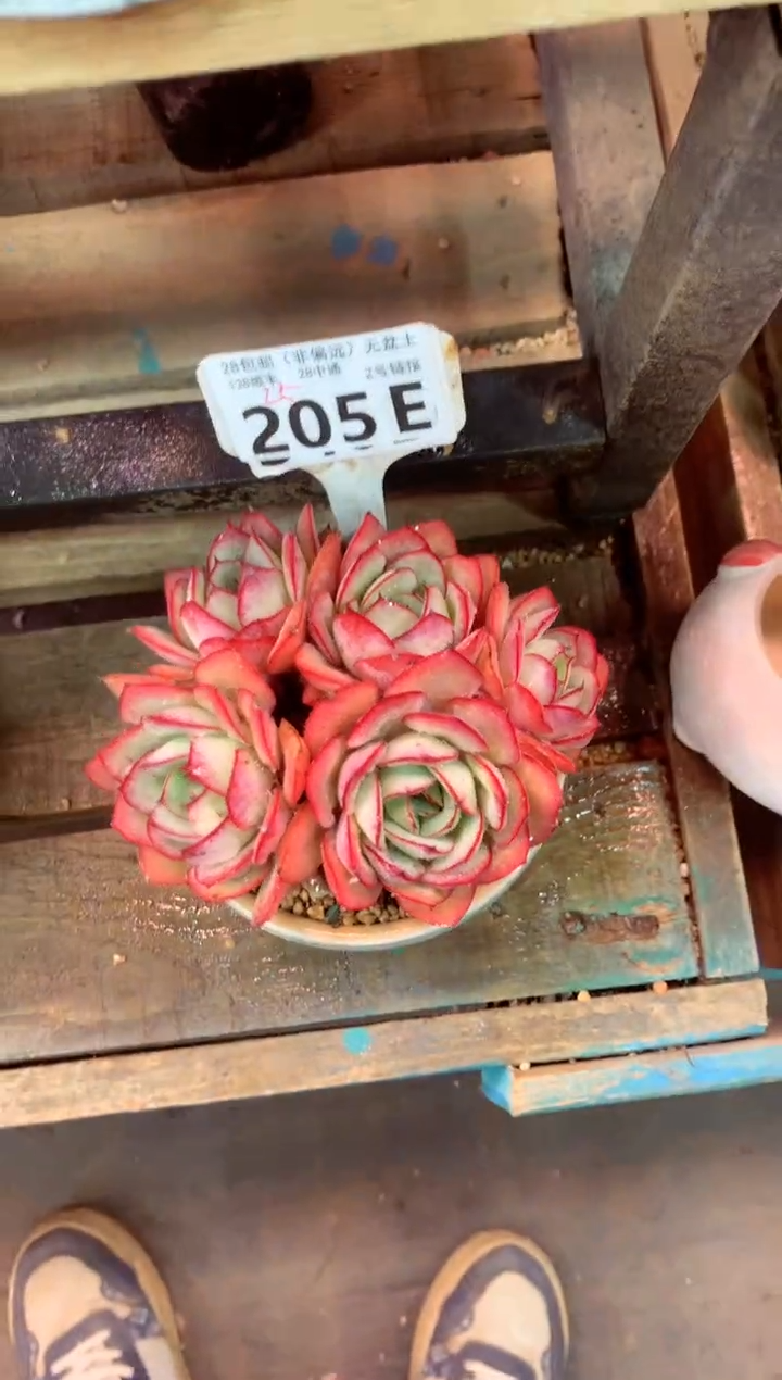 205E（一物一拍，精品多肉，w所见即所得 