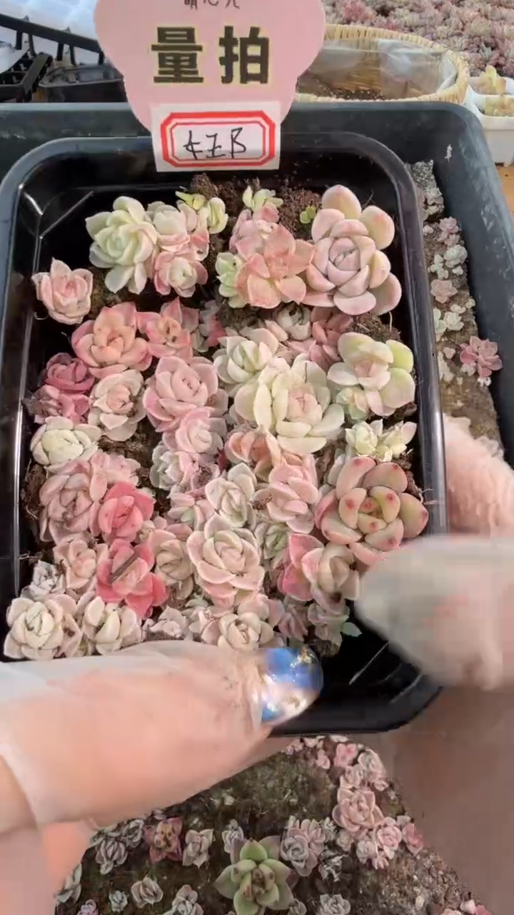 女王B 切糕1盒 量拍混发
