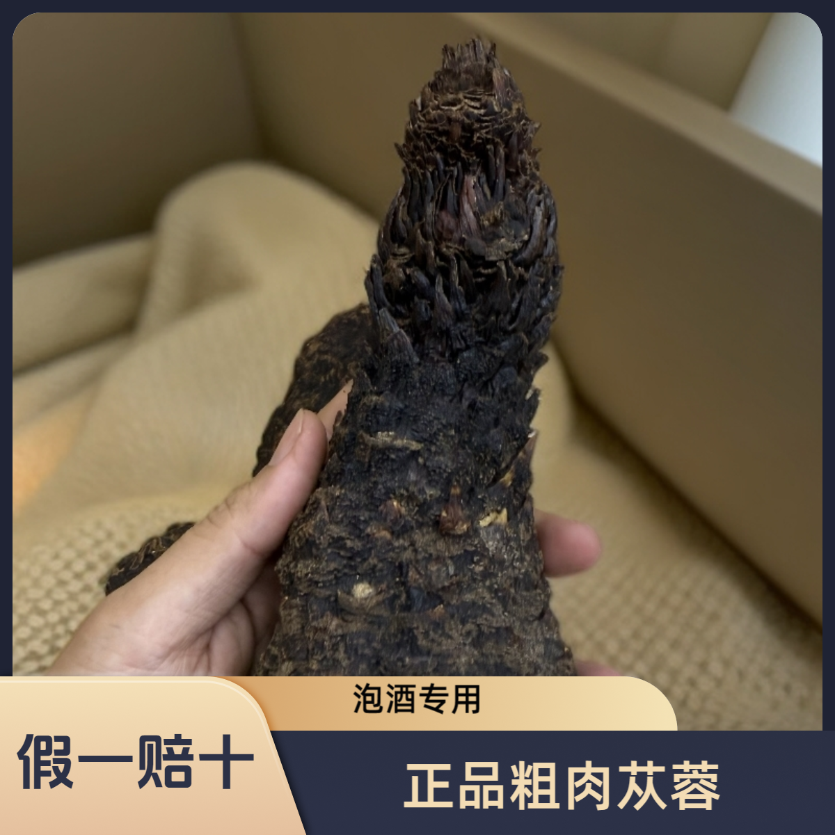 疆补堂肉苁蓉短粗根油性泡酒滋补正品【泡酒首选】
