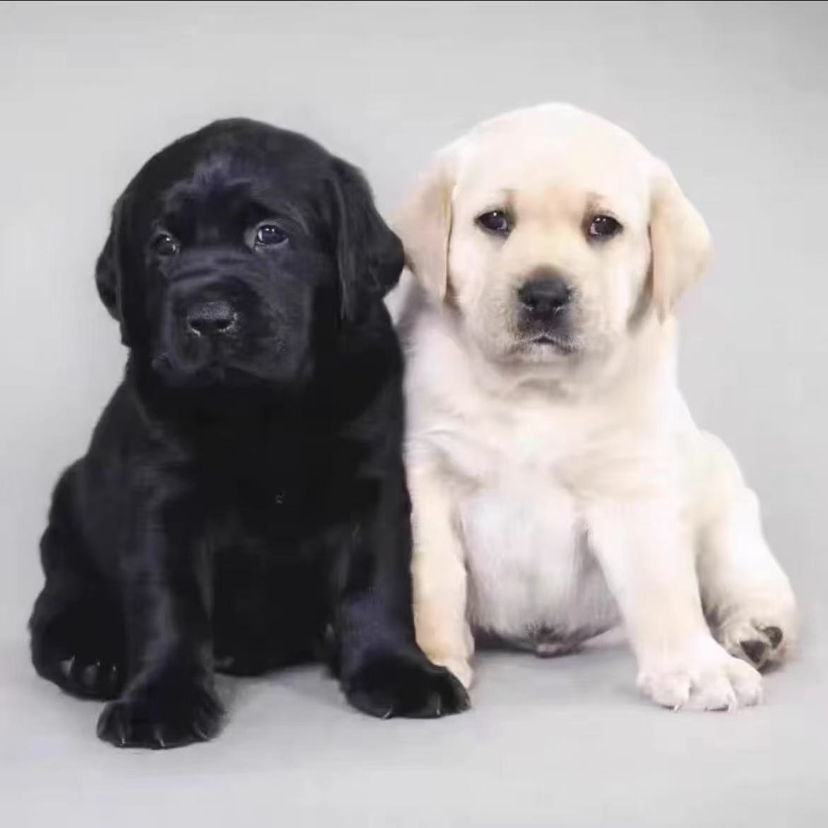 <旺财拉布拉多>狗狗活体