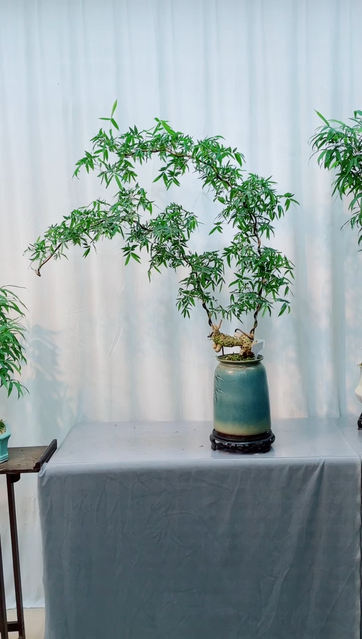 无花朵竹子盆景竹子盆景