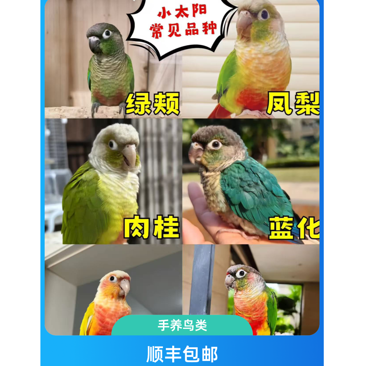 顺丰包邮手养鸟赠送奶粉喂养工具