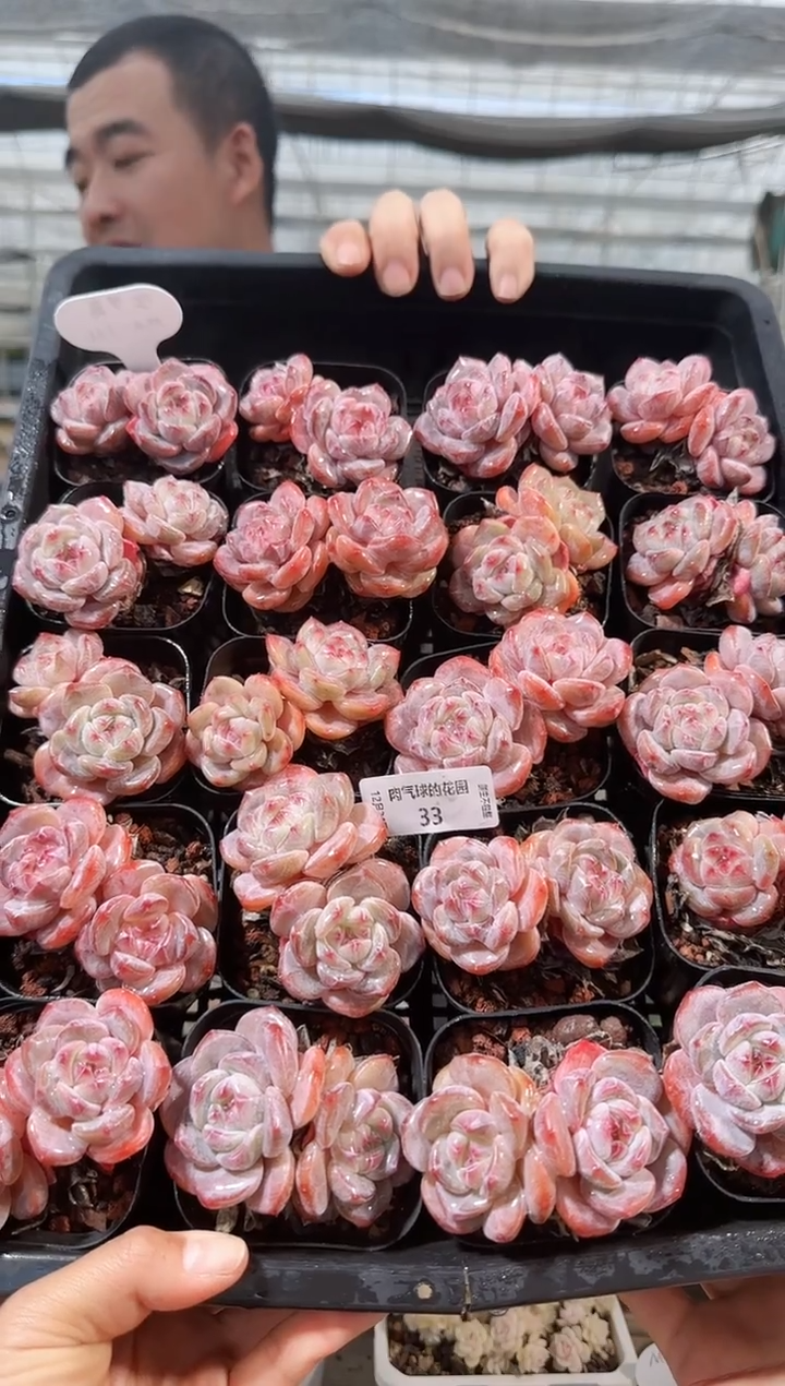 1224-33石榴籽星影多肉量拍任意发一颗群生不包整