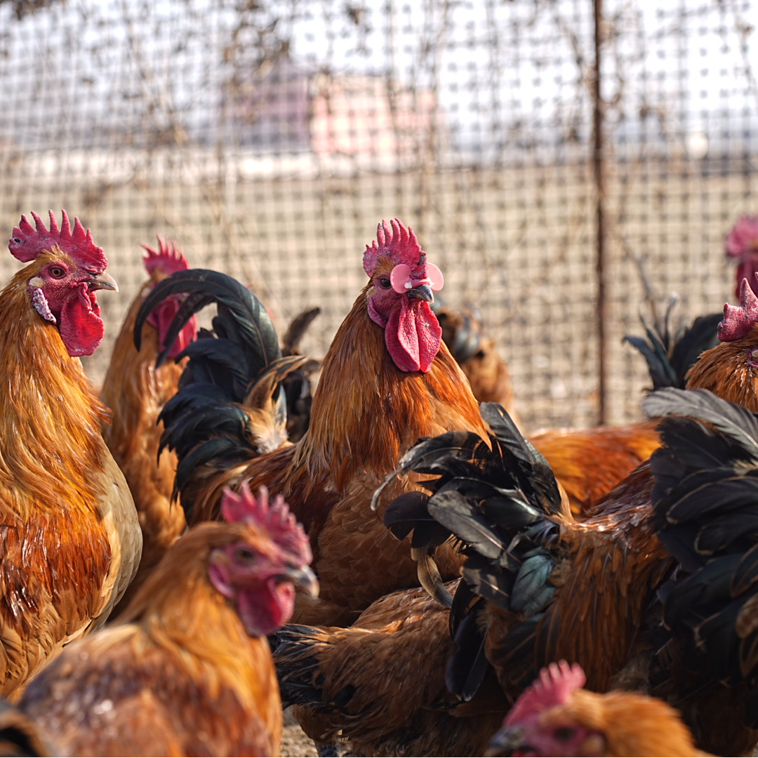 365天以上农村纯粮食散养黑腿大红公鸡