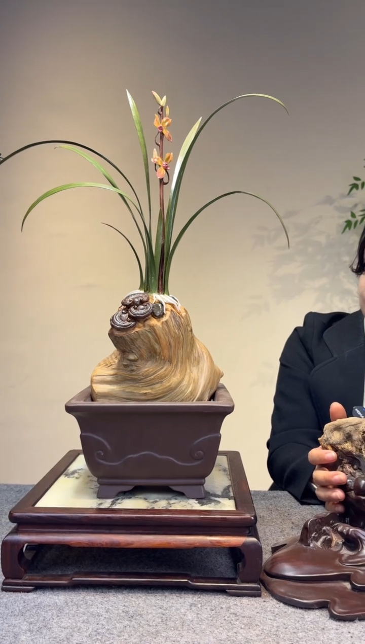 柏木（崖柏）山*石崖柏崖柏