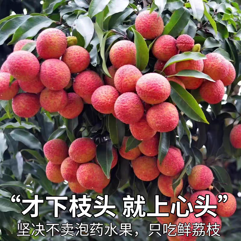 A2【坏果包赔】正宗冰糖乌叶高山老树果黑叶荔枝新鲜清甜多汁当季