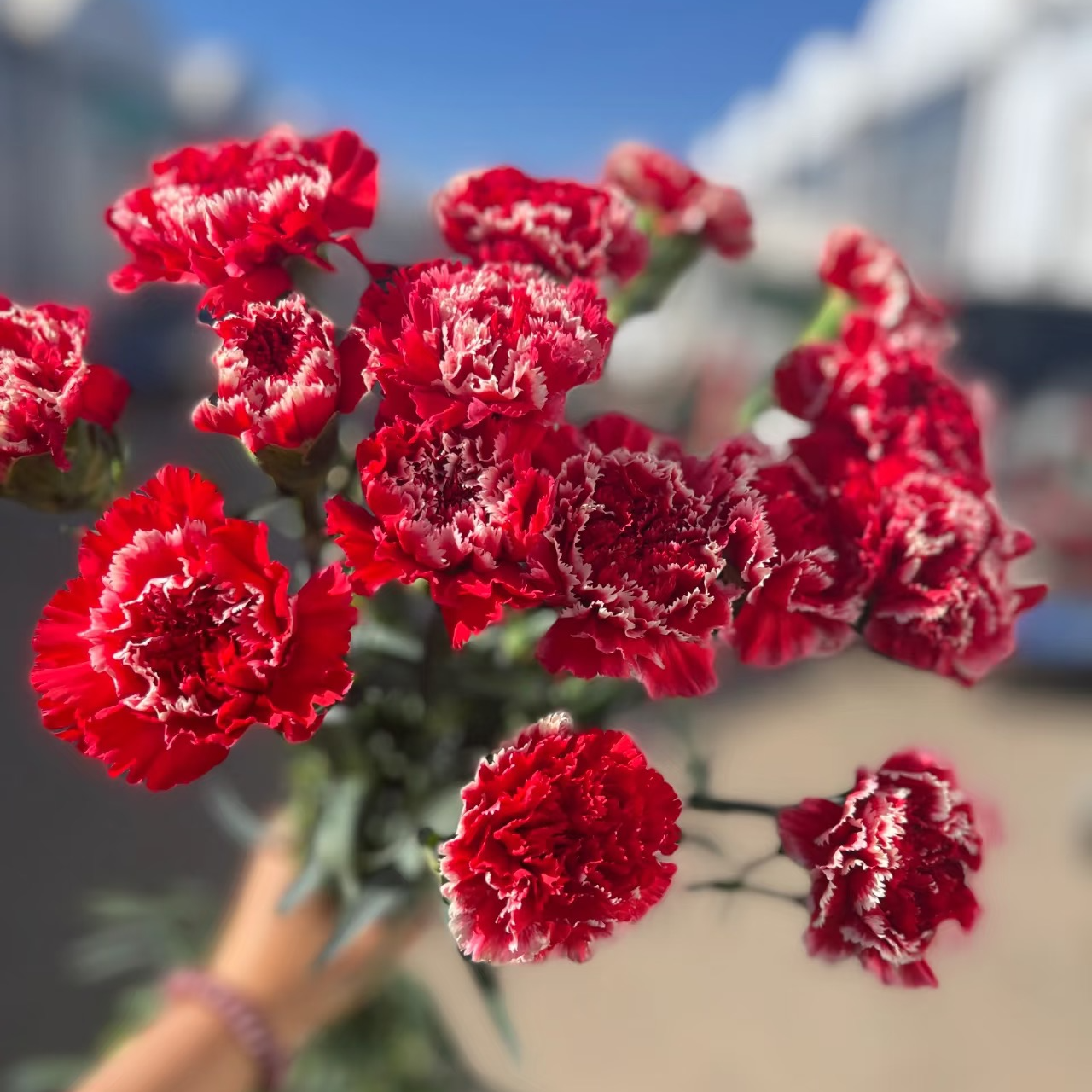 套餐03 跨年夜新年花束 红色腊梅一小把+冬红飘雪康乃馨10支