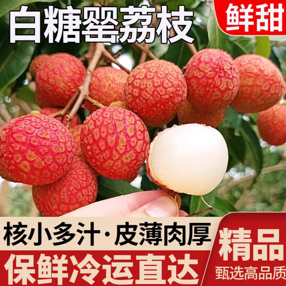 顺丰冷链/EMS空运明日达广西钦州灵山白糖罂自家果园老树果新鲜现摘