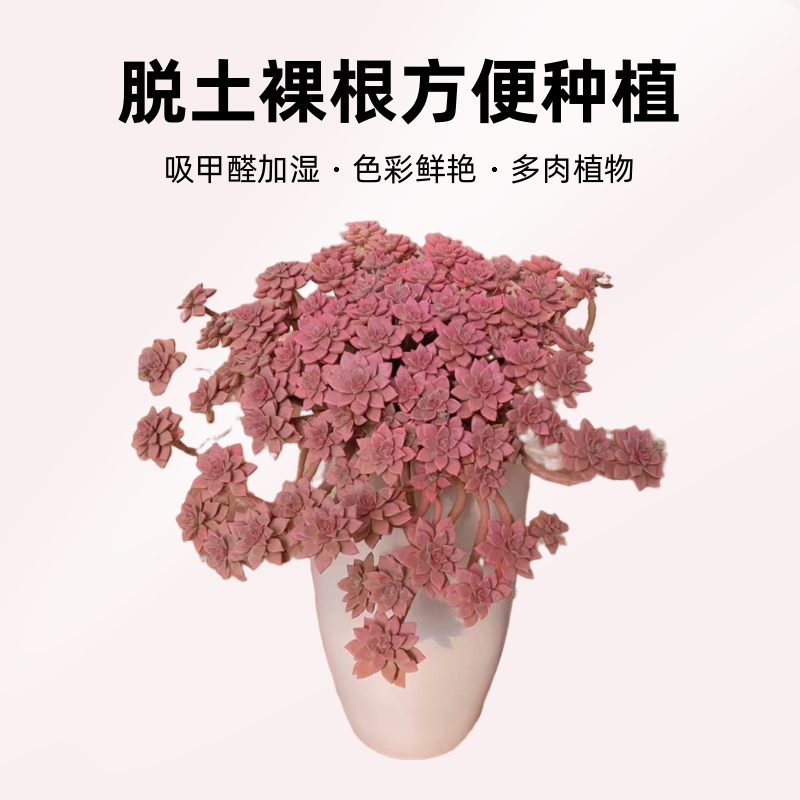 超大阿伦培 30公分巨无霸 阳台多肉植物 花园阳台 老桩好养植物