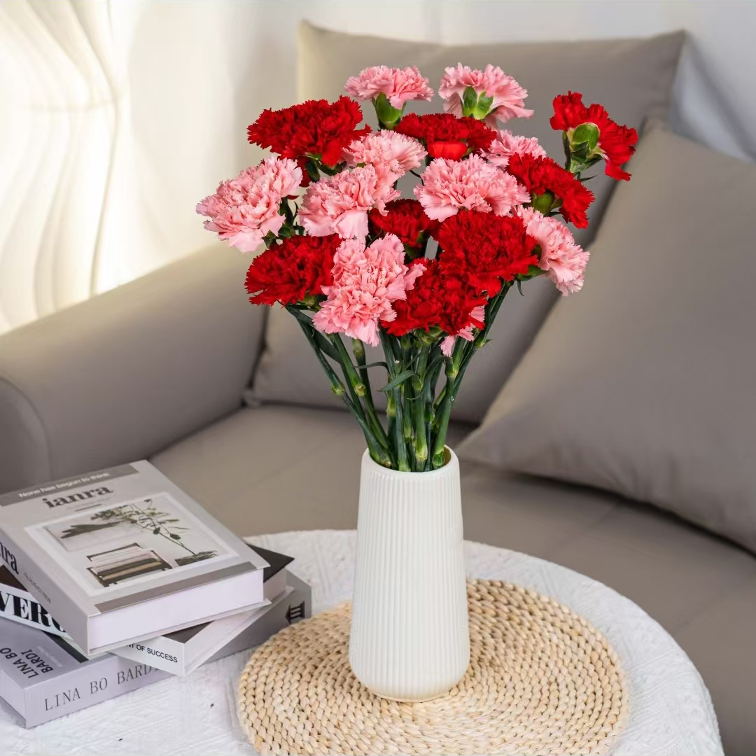 粉红康乃馨鲜切花鲜花基地采摘直发插花现代简约桌面摆件客厅鲜花