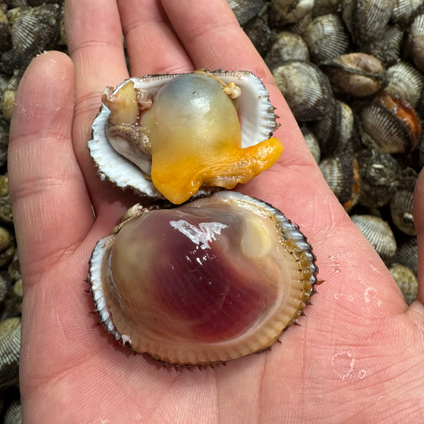 辽宁东港赤贝5斤装，鲜活发货，到家保活无沙。一斤25-30个头。