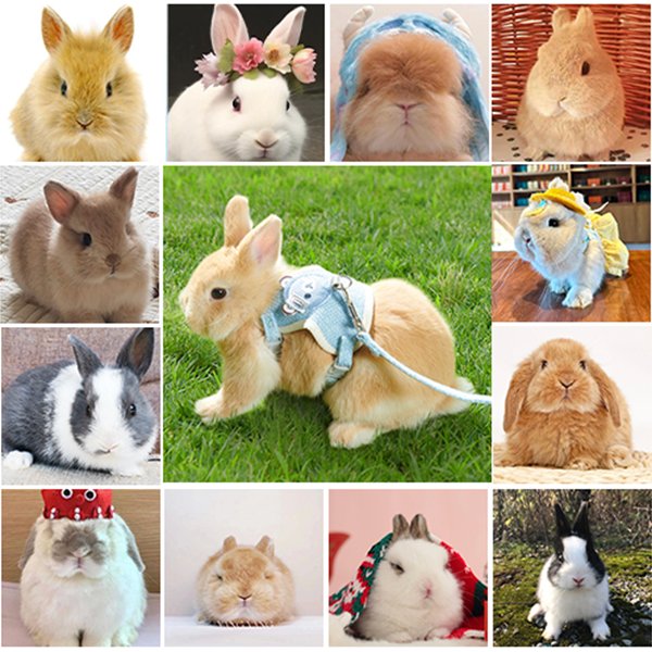 （随心所欲）宠物通用活体链接2