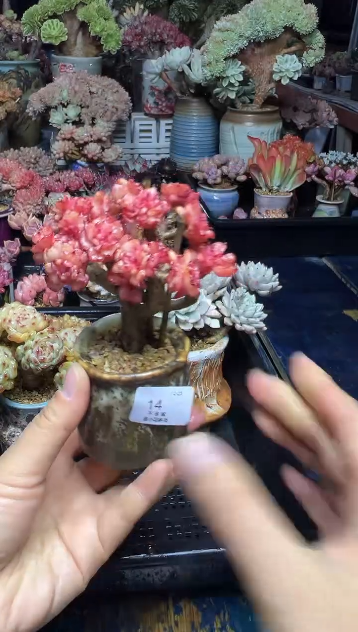 小*丁14                  带盆