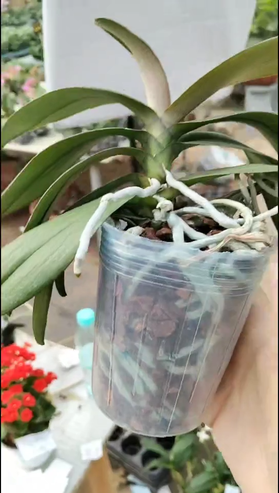 完全开放罗马情人福利价