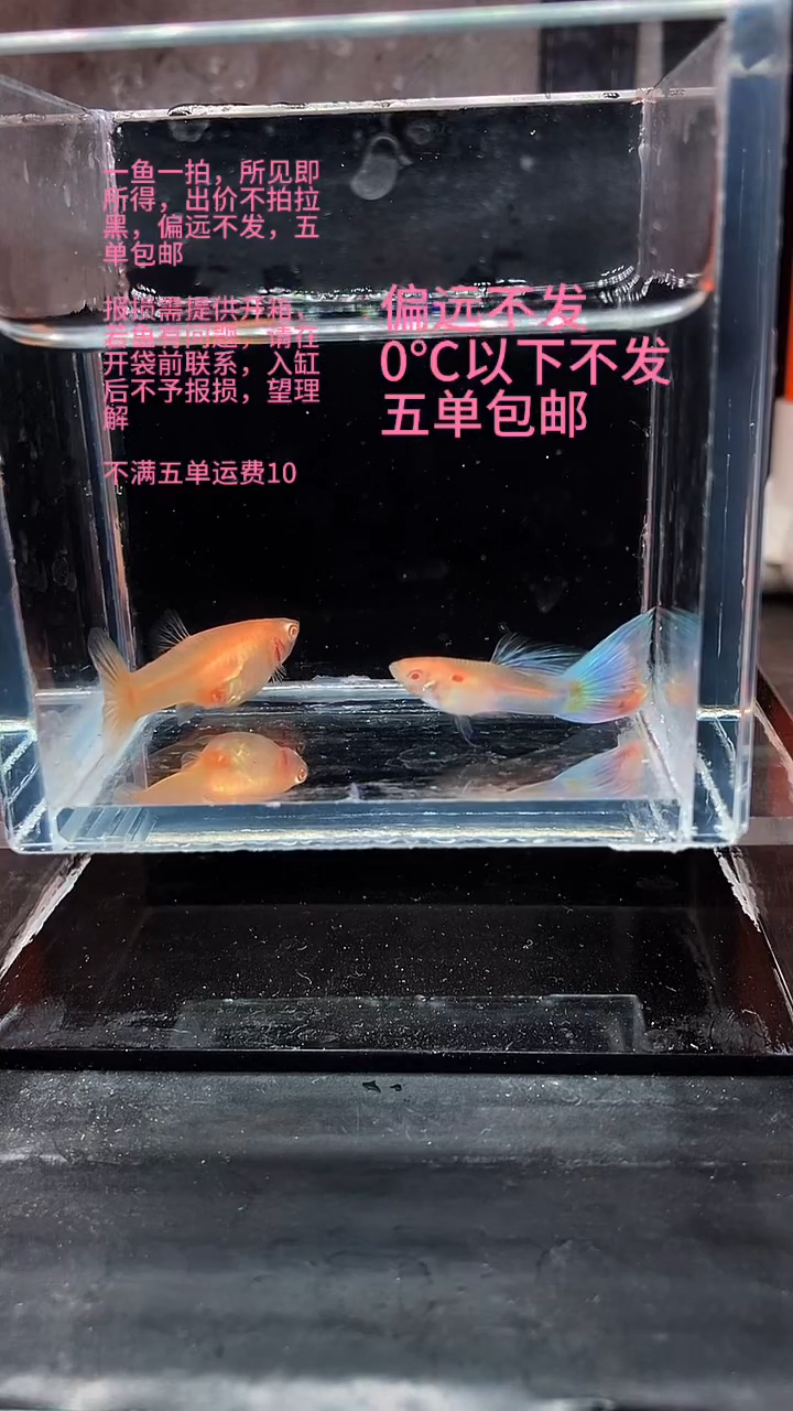孔雀鱼孔雀鱼 02