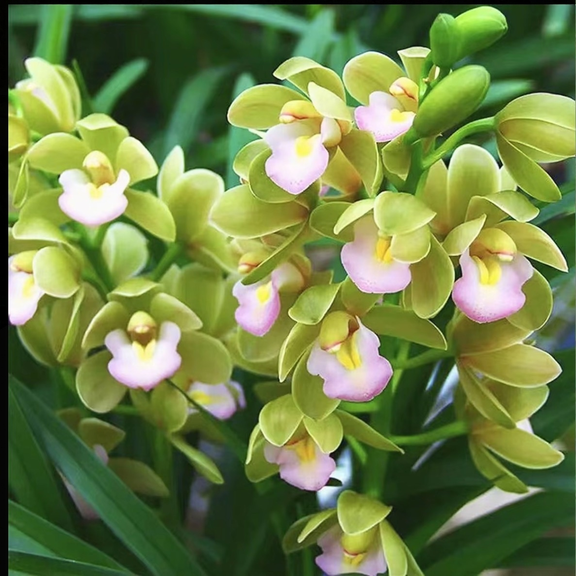 【2-3花】香水香兰带花苞浓香型室内外好养易活花卉盆栽