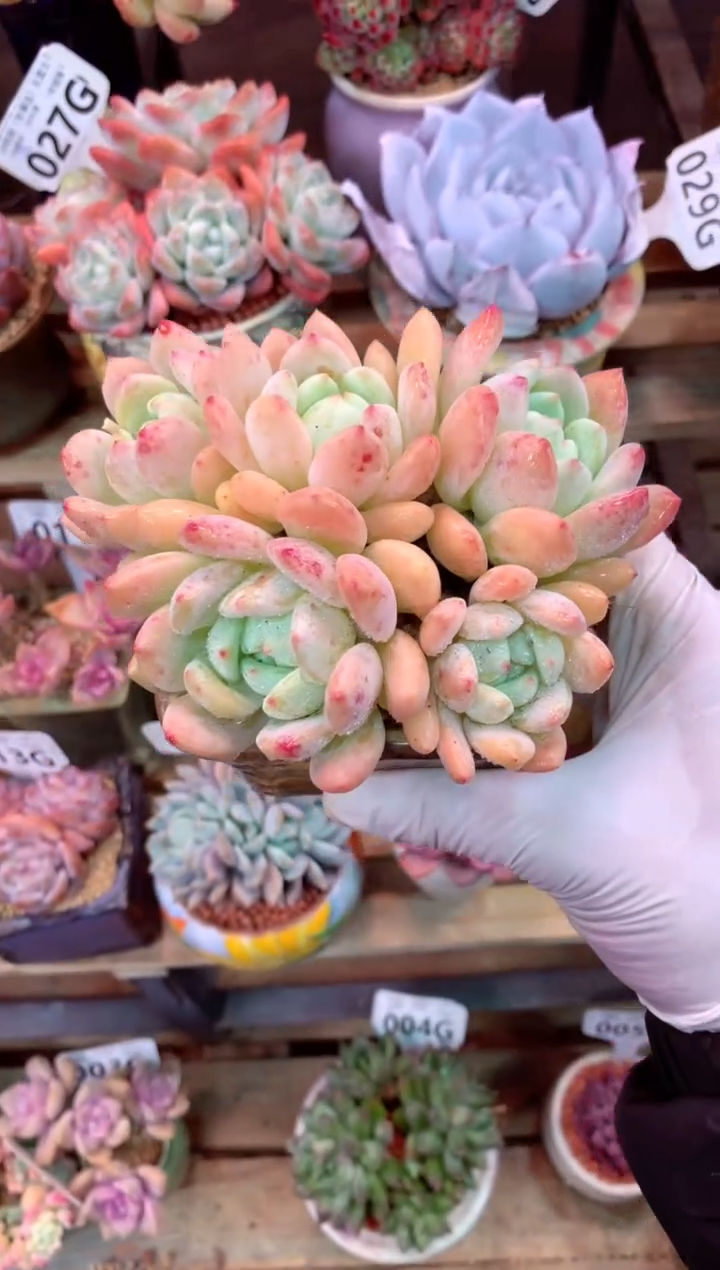 042G（一物一拍，精品多肉，w所见即所得 ）