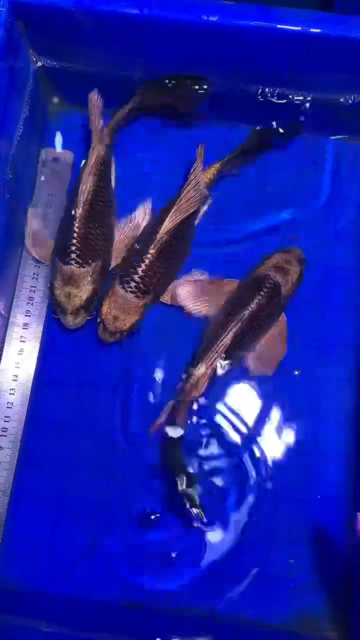 蝴蝶鲤鱼蝴蝶鲤直播选鱼专用链接 凭开箱视频售后