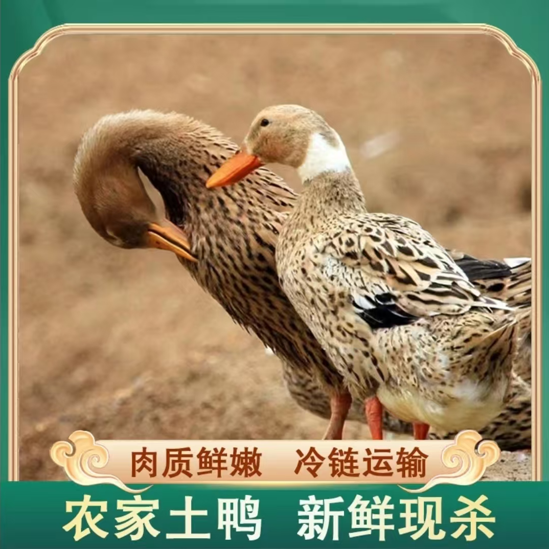 【老兵A】农家放养土鸭仔鸭子 2只毛重7-8斤净重4-5斤 非老鸭