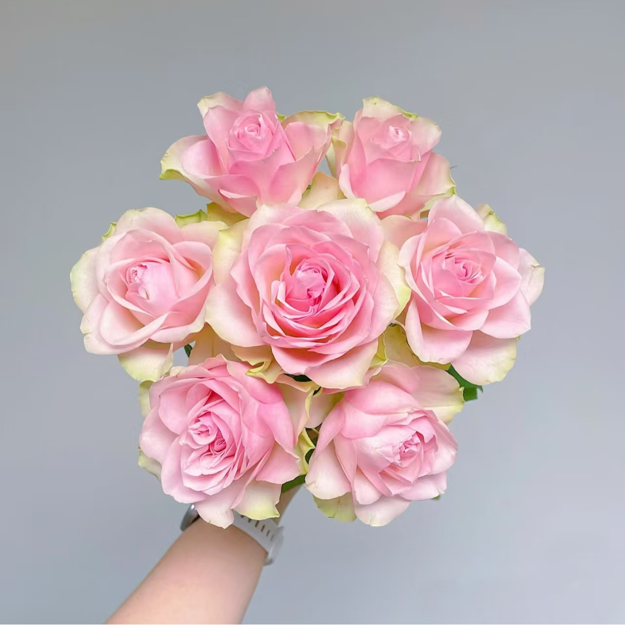 【独鬏鬏优选】稀有鲜花 [美人] 单头玫瑰 顺丰配送