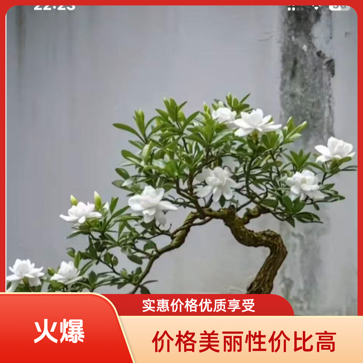 高山海岛栀子花，春花老庄悬崖造型精致盆栽适合室内客厅