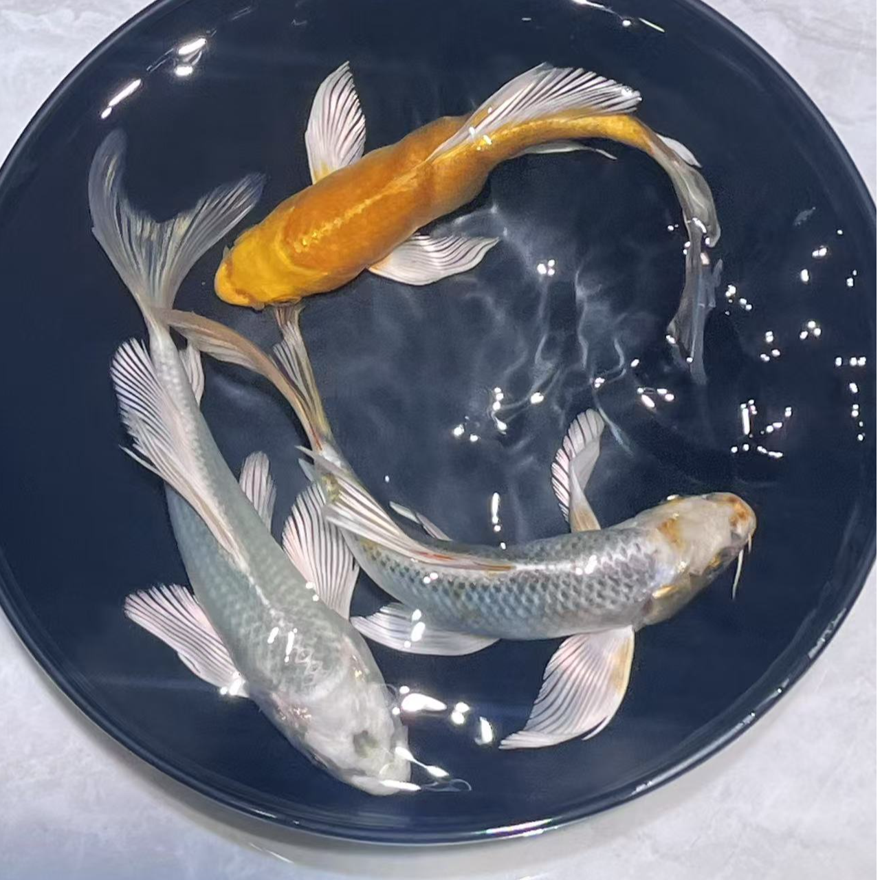 蓝牌1-100号锦鲤玛雅色蝴蝶鲤无鳞鱼活体观赏鱼